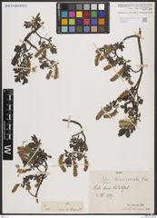 Foto von Salix breviserrata Flod.